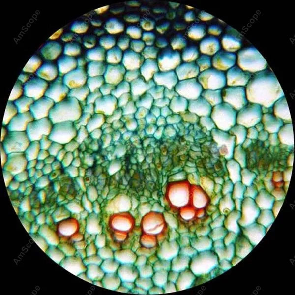 Professional Biological Microscope--AmScope Supplies 1600x Professional Biological Microscope + 50 Slides + 100 Coverslips