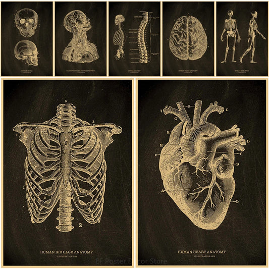 Medical Poster Vintage Anatomy Illustration Posters Prints Rib Cage/Human Heart/Brain/Skull Painting Home Clinic Art Wall Decor